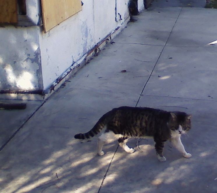 ABRAHAM - This is one street smart cat and knows to keep his distance from humans. He is at least 5 years old and has been a stable member of our outdoor colony. *** He does have a special need right now with an infected eye - so we are working to trap him and will need to raise $300 for vet care to fix up his injury.