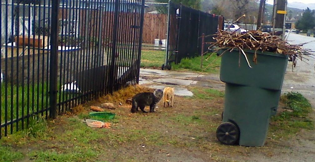 Crap Project SPECIAL PROJECTS | Kitty Meow Cat Rescue©