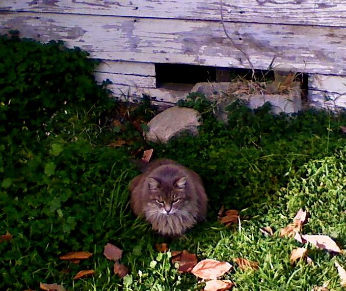 FLUFF FLUFF - this sweet little baby lost her home during a house fire and she has been on the streets ever since