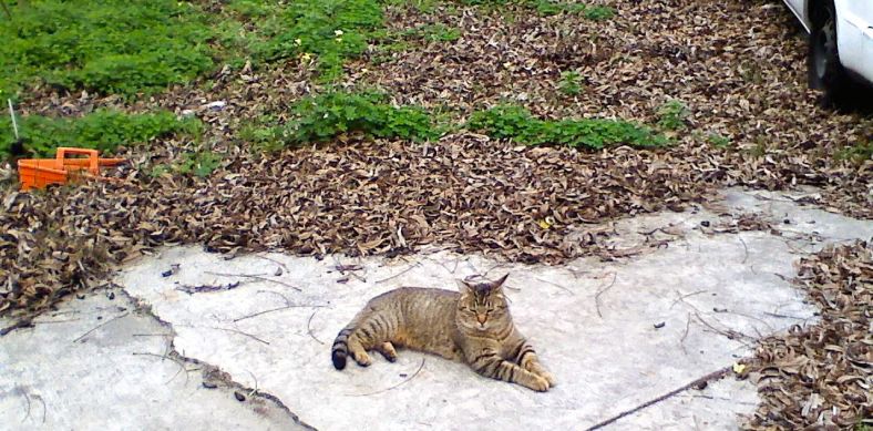 JASMINE - Loving towards her babies and other kitty family members, but not too fond of humans. She prefers to enjoy the outdoor colony lifestyle with her sister, Sally.