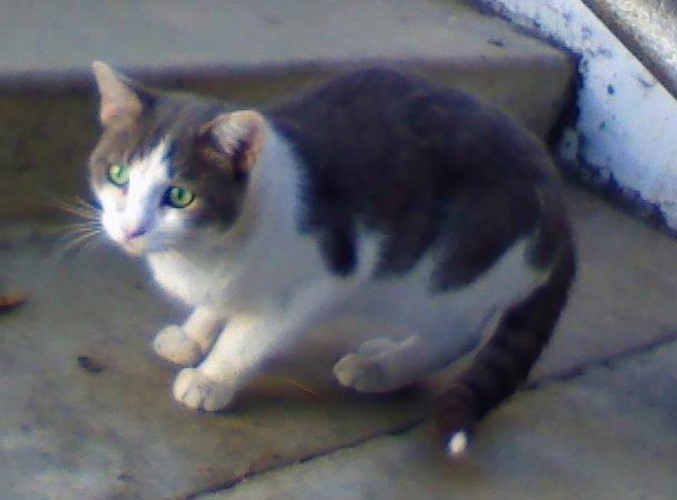 JOHNNY KITTY - this handsome boy is 3 years old and we believe he was a lost pet who no longer trusts humans, he prefers to live with his kitty family outside