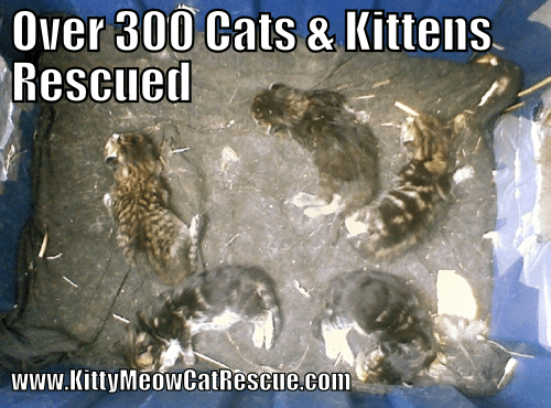 Kitten Rescuer Meme