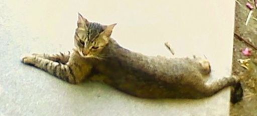 LUCY - This super sweet mama kitty is Lucy. Finally, after 3 batches of kittens outdoors we were able to trap her and spay her, but she really prefers to live with her outside family.