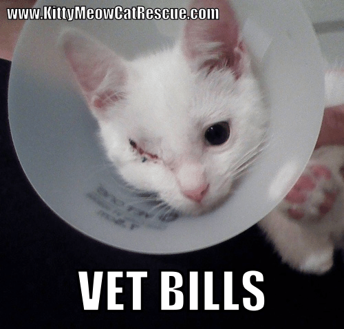 Vet Bills Meme